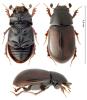 Planolinus fasciatus